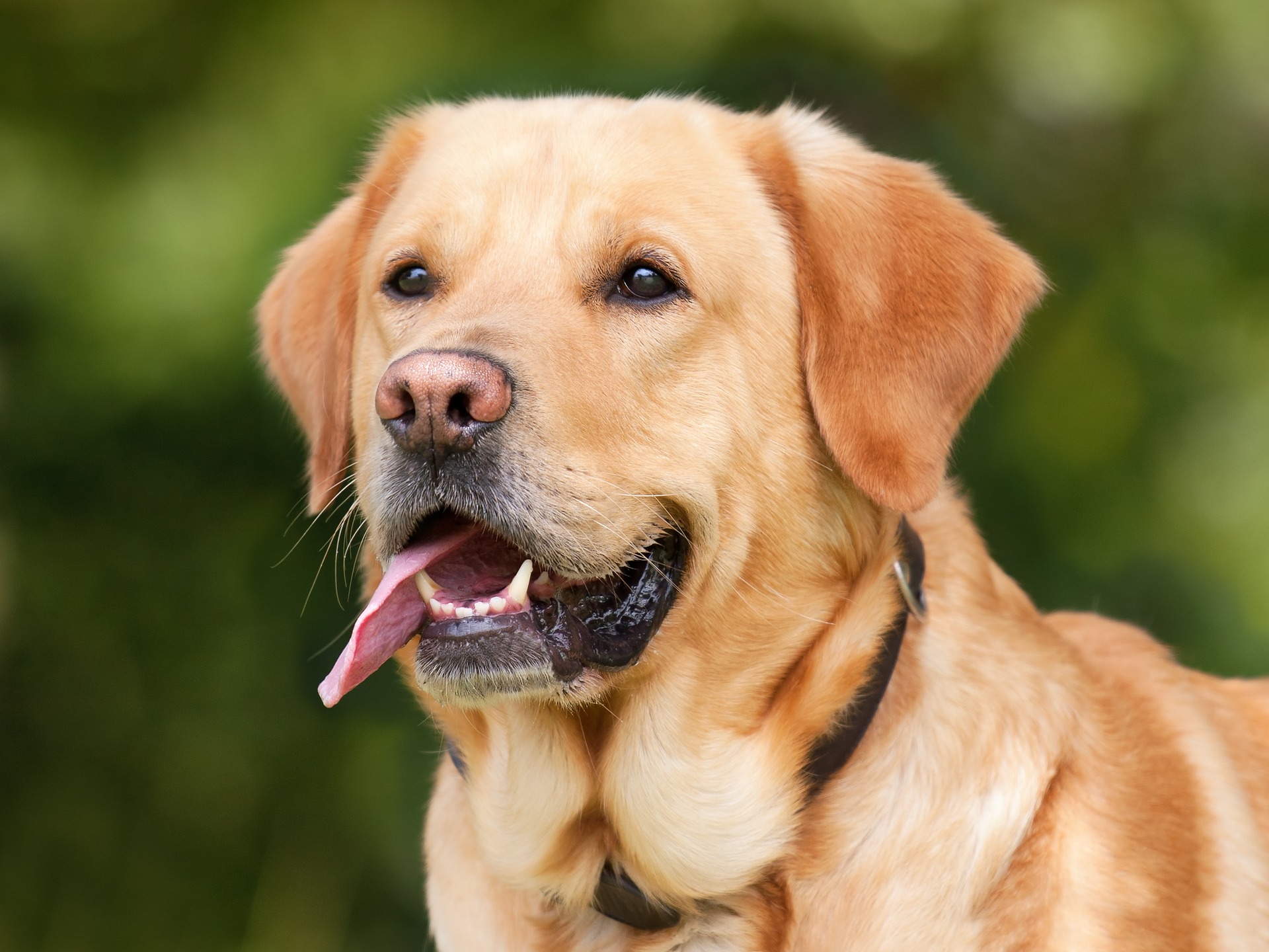 Dog Bite Claims – Don’t Make These Common Mistakes