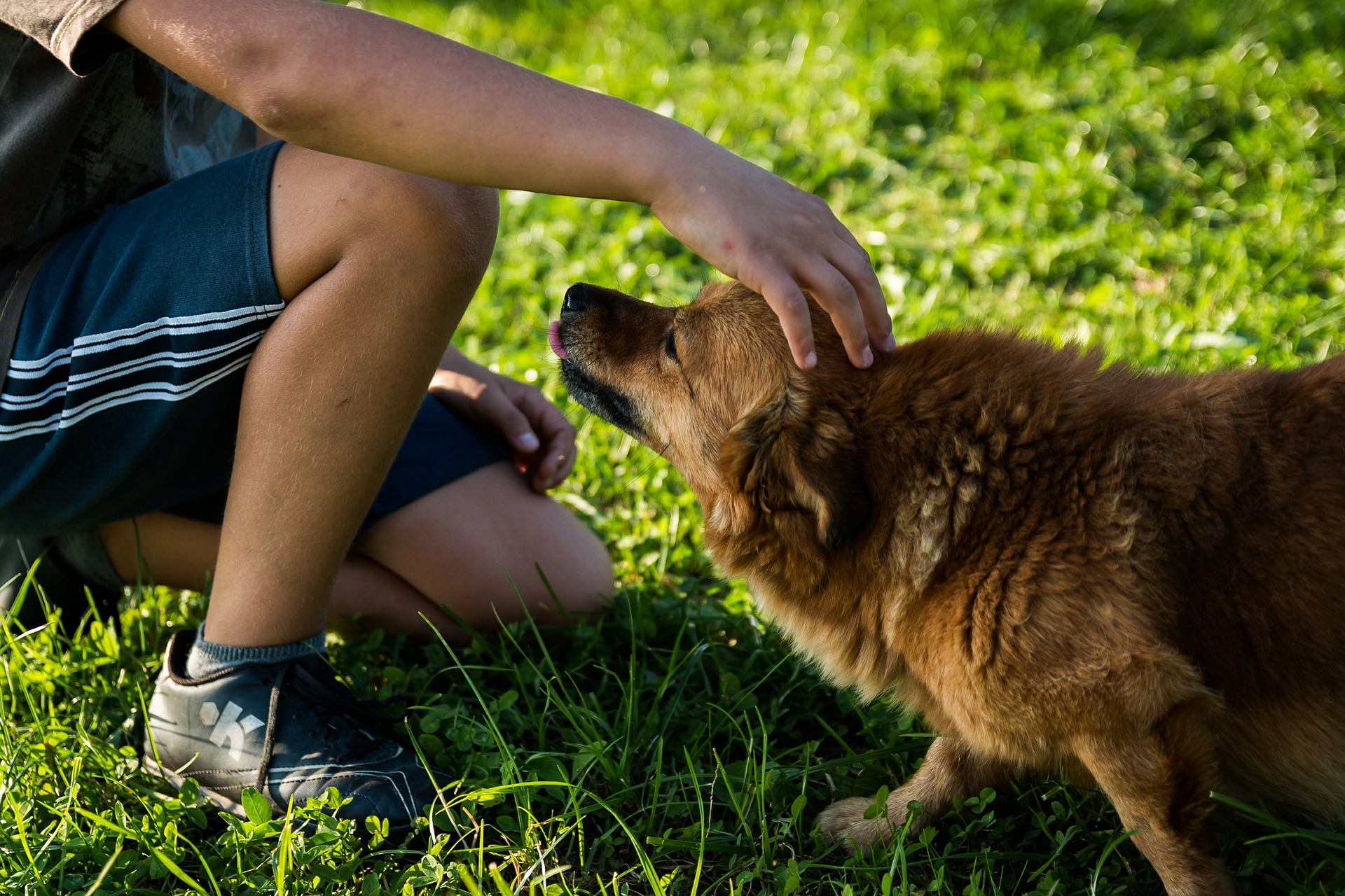 How to Avoid Dog Bite Injuries with Small Children