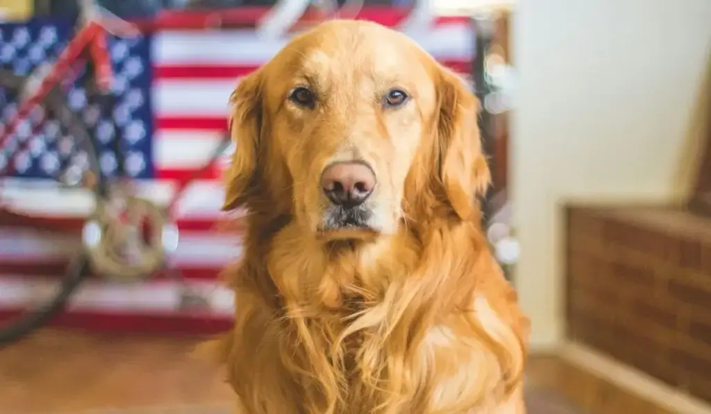 A golden retriever dog sitting indoors with an American flag in the background, representing calmness after a potential dog bite injury.